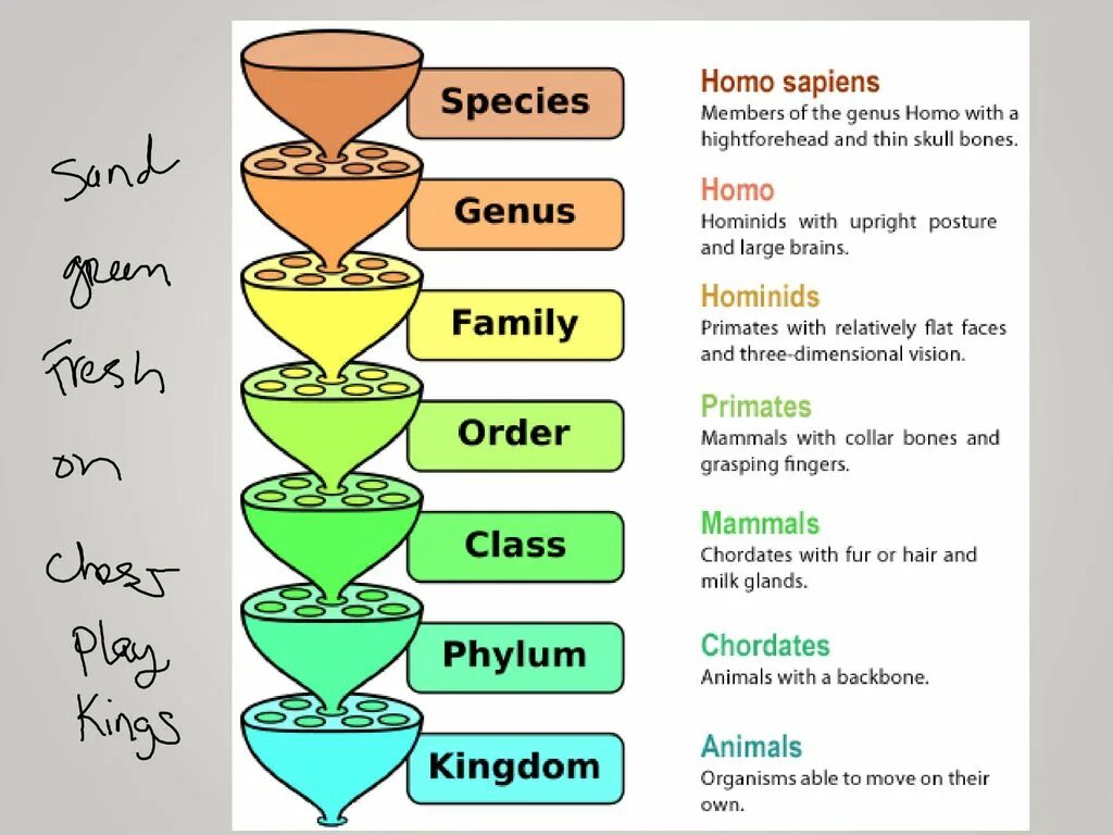 Law and order special victims unit. Law and order svu. Law and order special victims unit. Species род. Law and order special victims unit.