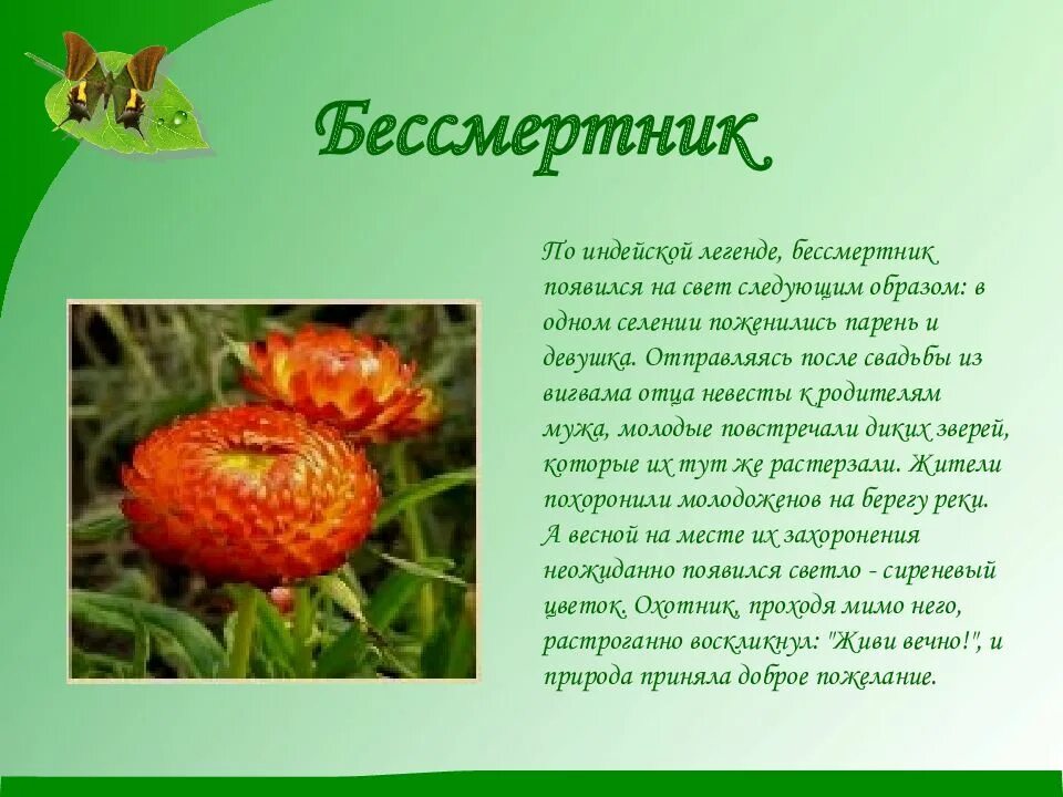 Легенды о растениях и животных. Легенды о цветах. легенды о растениях. красивые легенды о цветах. легенды осенних цветов.