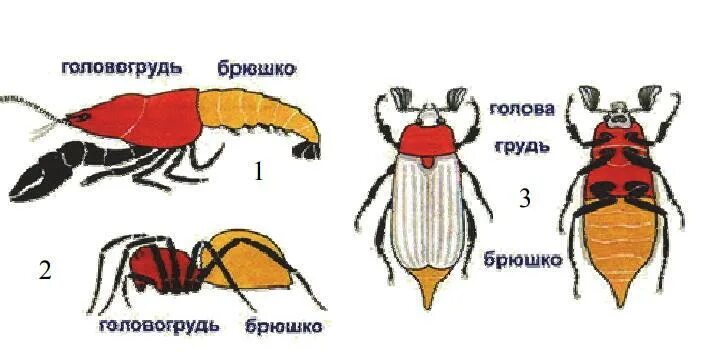 Сегментация тела членистоногих. Сегментированное тело членистоногих. Отделы тела членистоногих. Сегментация тела насекомых. Членистоногие тело разделено на