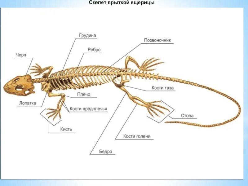 Строение скелета прыткой ящерицы. Строение скелета ящерицы рисунок. Скелет ящерицы строение скелета. Строение скелета ящерицы 7 класс.