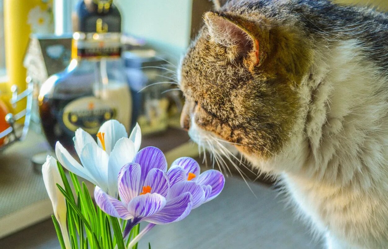 Котик с тюльпанами. Кот и весенние цветы. Кот нюхает цветы. Кот с тюльпанами.