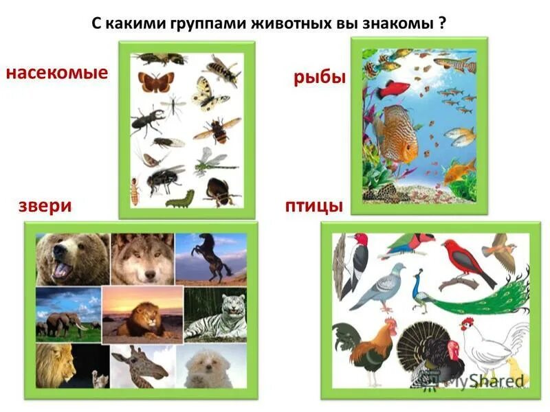 Группы животных. Группа животных птицы. Птицы звери насекомые. Группы животных звери птицы рыбы насекомые.