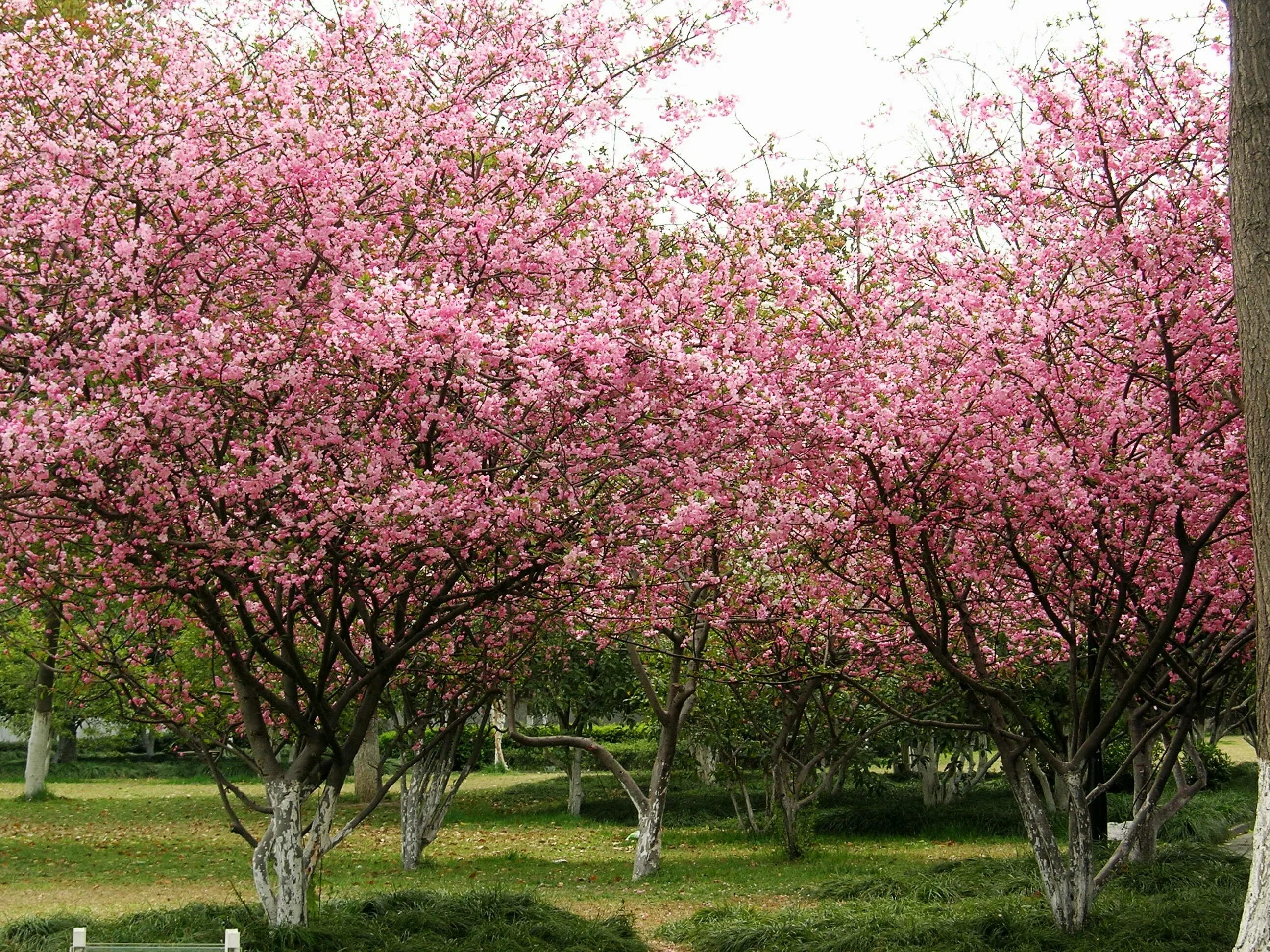 Crab apple tree. Яблоня гибридная роялти. crabapple дерево. яблоня прериефайер. яблоня декоративная прериефайер.
