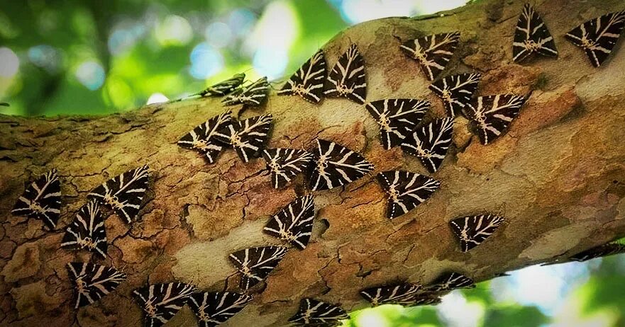 Долина бабочек родос фото File:Butterflies  Wikipedia