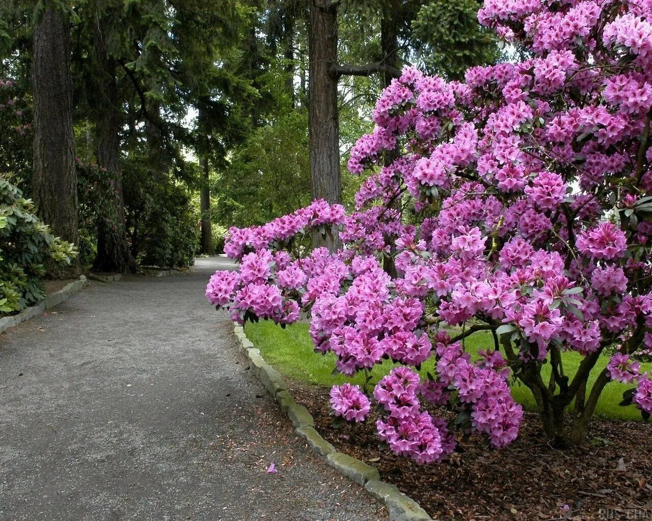 Фото красивых цветущих кустарников. Рододендрон. Рододендрон садовый дерево. Цветущий кустарник рододендрон.