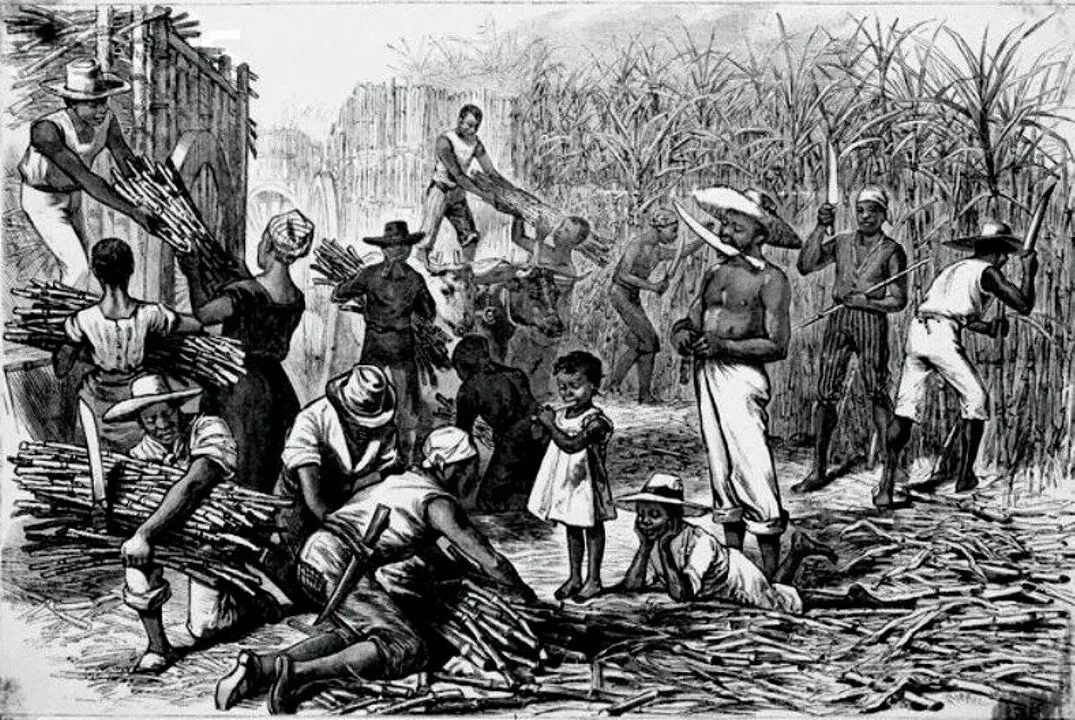 Плантации рабыни. Гаити плантации кофе 17 век век. Плантации хлопка рабовладельцы Америка. Афроамериканские рабы в США В 1860. Рабы на плантациях.