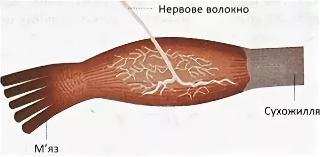Сухожильные рецепторы являются