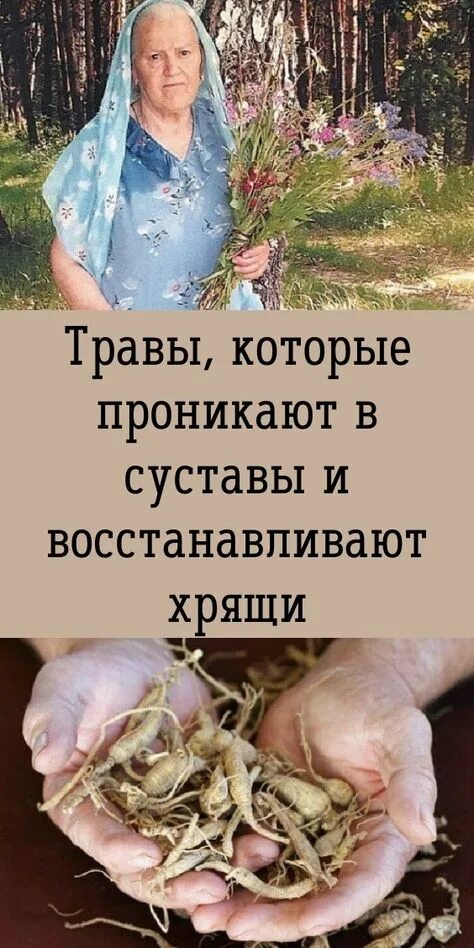 Лечение травницы зайцевой