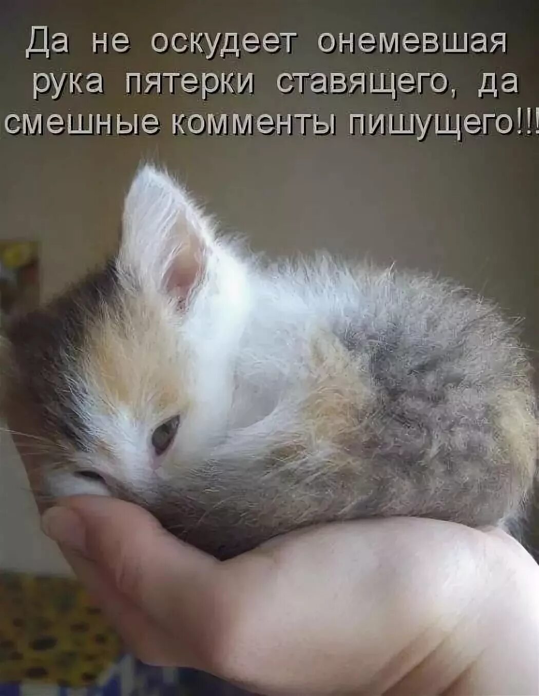 Ладошки нежные кошки