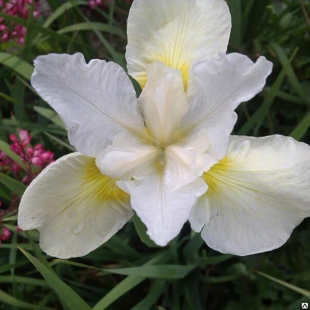 Ирис сибирский not quite white. Ирис сибирский нот куайт уайт. Ирис сибирский not quite white. Ирис сибирский уайт свирл. Ирис сибирский not quite white.