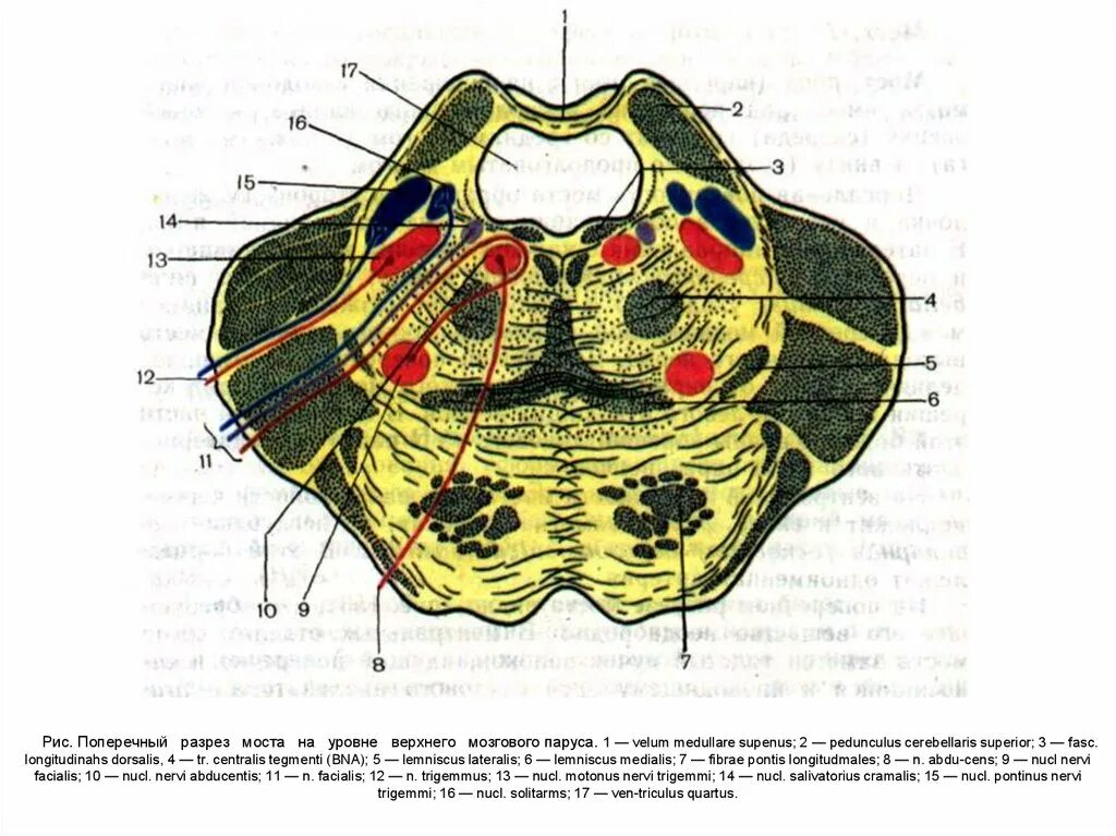 Поперечный срез моста головного мозга. Поперечный срез варолиева моста ядра. Варолиев мост анатомия. Варолиев мост поперечный разрез.