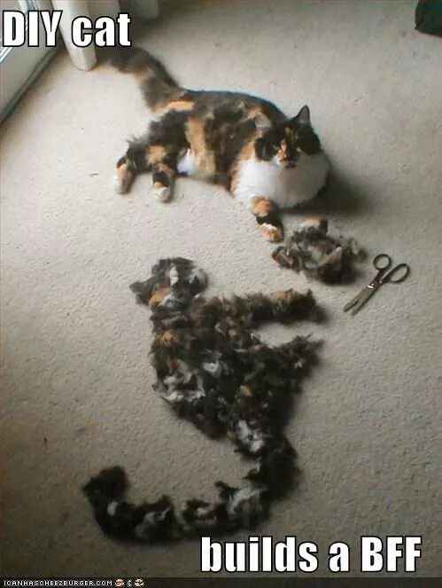 Build a cat