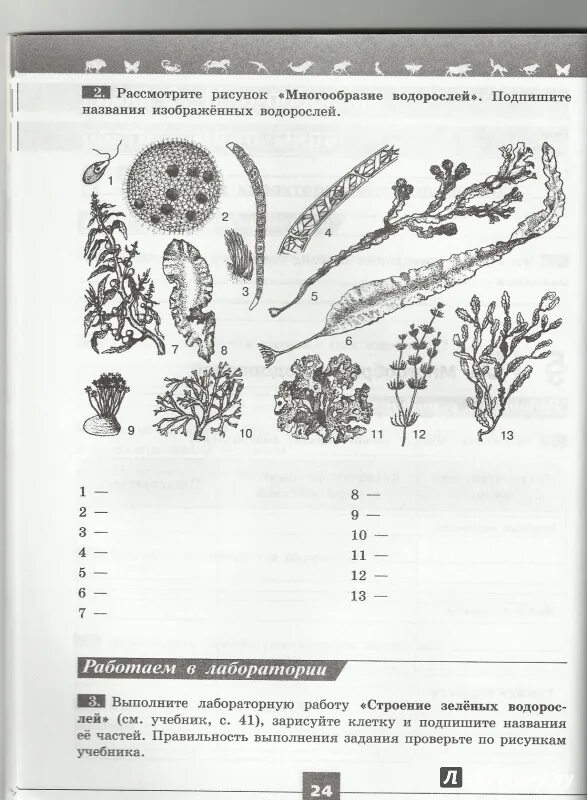 Биология 5 класс рабочая тетрадь Пасечник многообразие водорослей. Водоросли 5 класс биология рабочая тетрадь. Многообразие водорослей 5 класс биология рабочая тетрадь. Водоросли 5 класс биология Пасечник.