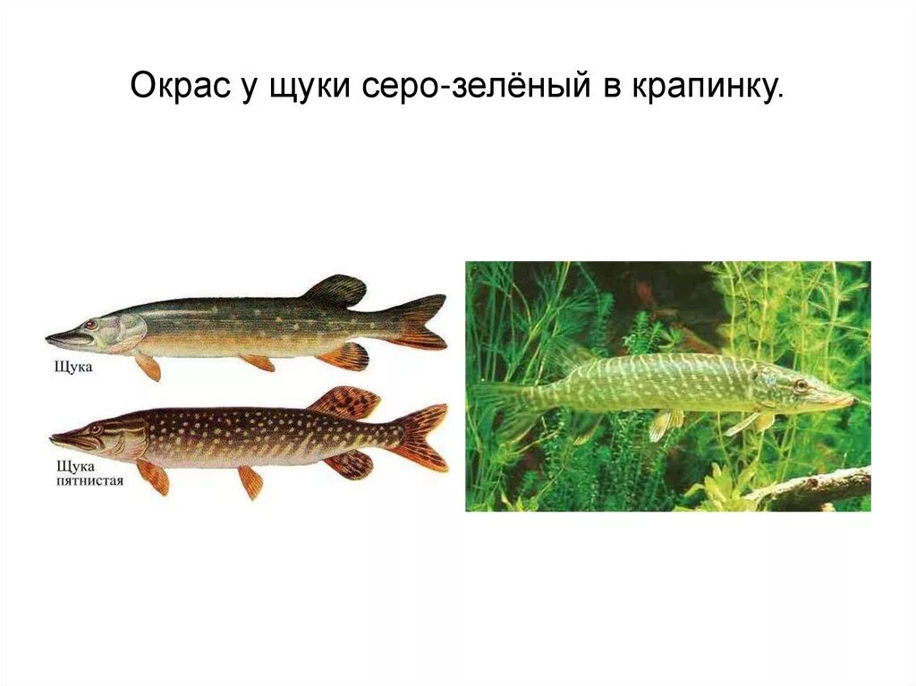 Рыба щука. Интересная информация о щуке. Щука презентация.