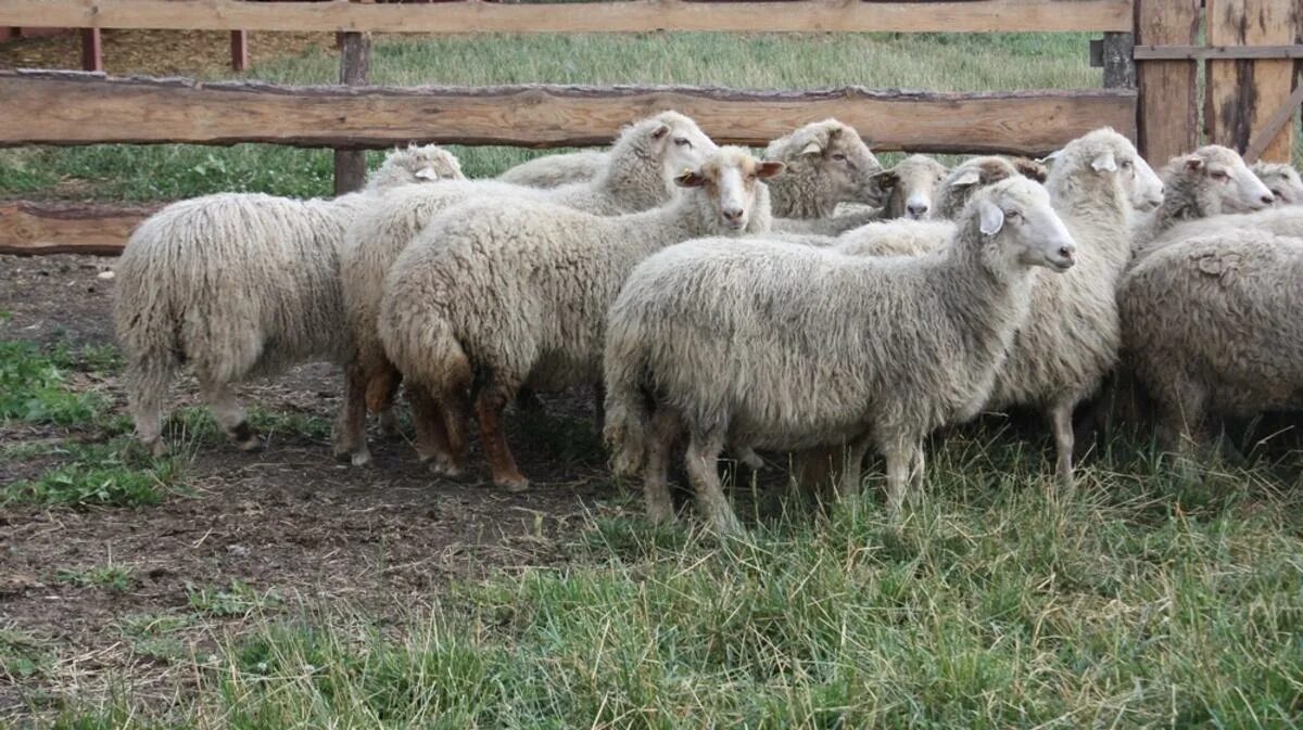 Бараны в крае купить. Кучугуровская порода. Кучугурская порода овец. Сокольская порода овец. Овцы кучугуровской породы.