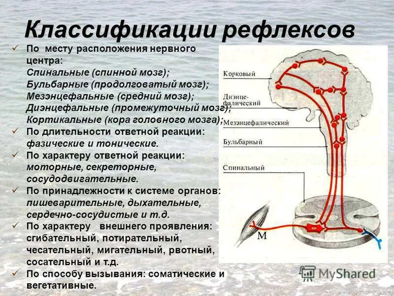 Урок рефлекс