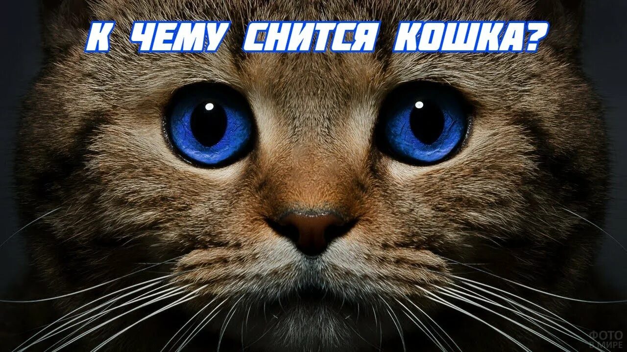 Сон кошка к чему снится девушке. К чему снятся кошки. к чему снятся кошки девушке. к чему снится волосы кошки. смот к чему во сне видеть свою кошку с длинными ресницами.