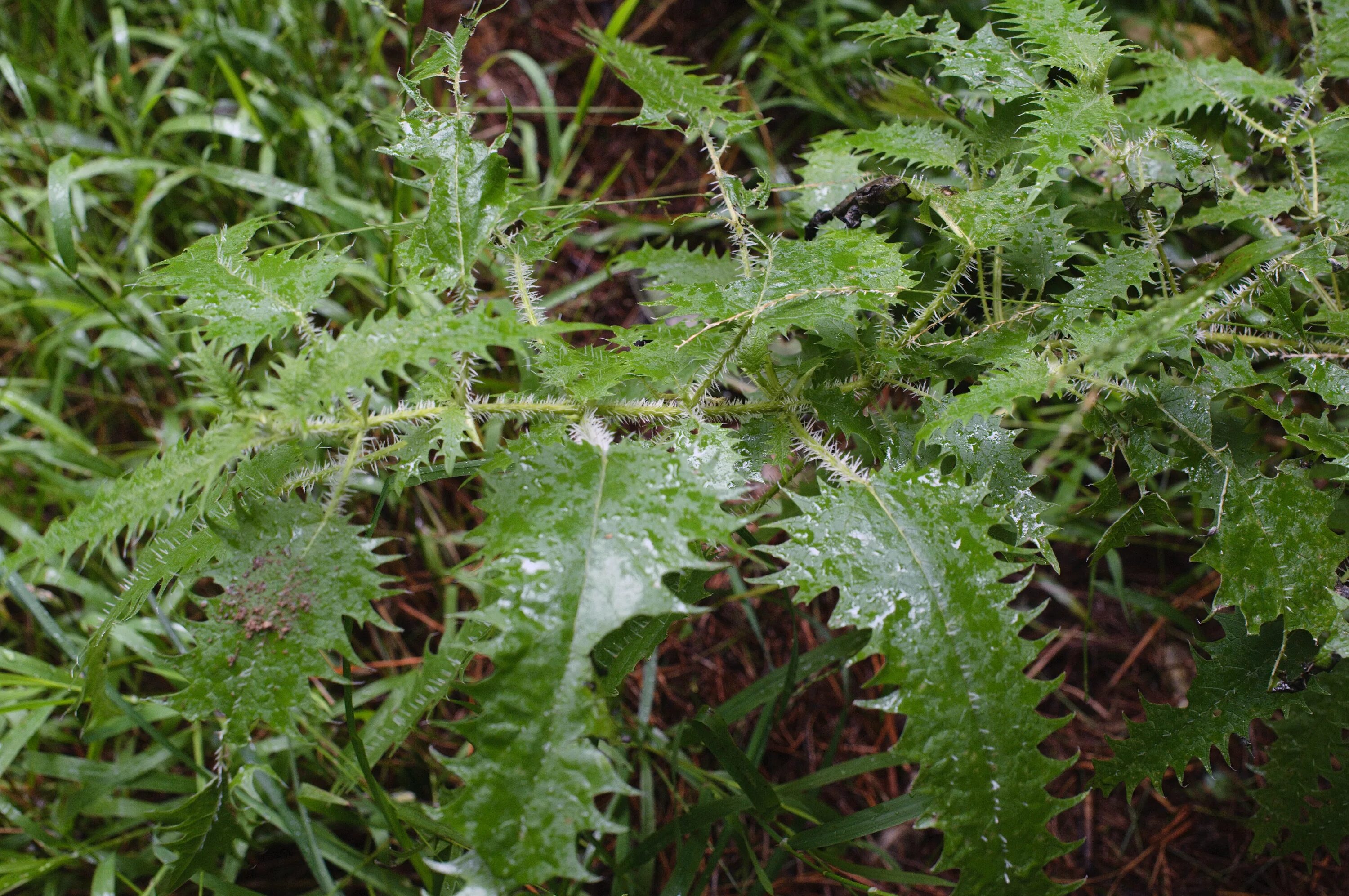 Онгаонга Крапивное дерево. Крапива Онгаонга. Urtica Ferox. Крапивное дерево (Urtica Ferox),.