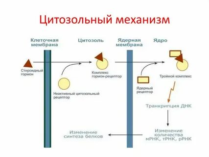 Гормоны действующие