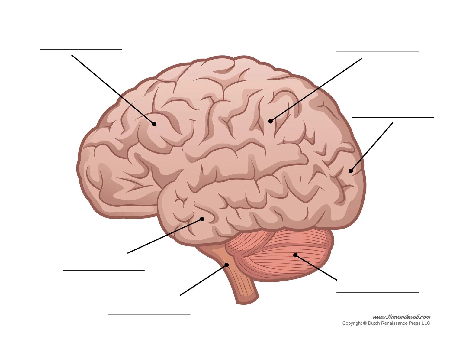 Brain tasks. Головной мозг рисунок. Brain structure. Human Brain structure. Мозг рисунок 8 класс.