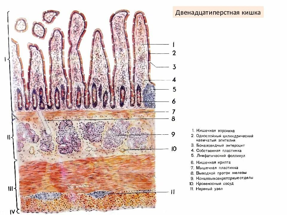 Препарат 12 перстная кишка кишка гистология. Стенка 12 перстной кишки гистология. Ворсинки тонкой кишки гистология. Строение ДПК гистология. Ткани тонкой кишки