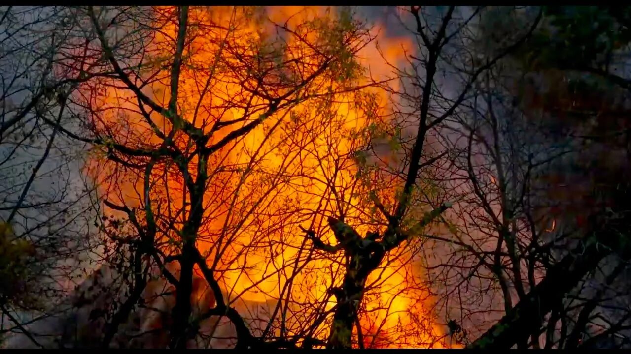 Сгоревшее дерево. Горящее дерево. Лесные пожары. Сгоревший лес. Burn the trees.