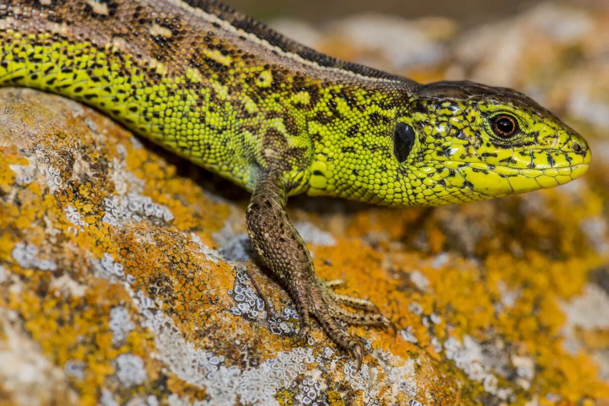 Озерная ящерица. Прыткая ящерица Lacerta Agilis. Ящерица прыткая, обыкновенная - Lacerta Agilis. Прыткая ящерица (Lacerta Agilis l.),. Прыткая ящерица (Lacerta Agilis exigua);.