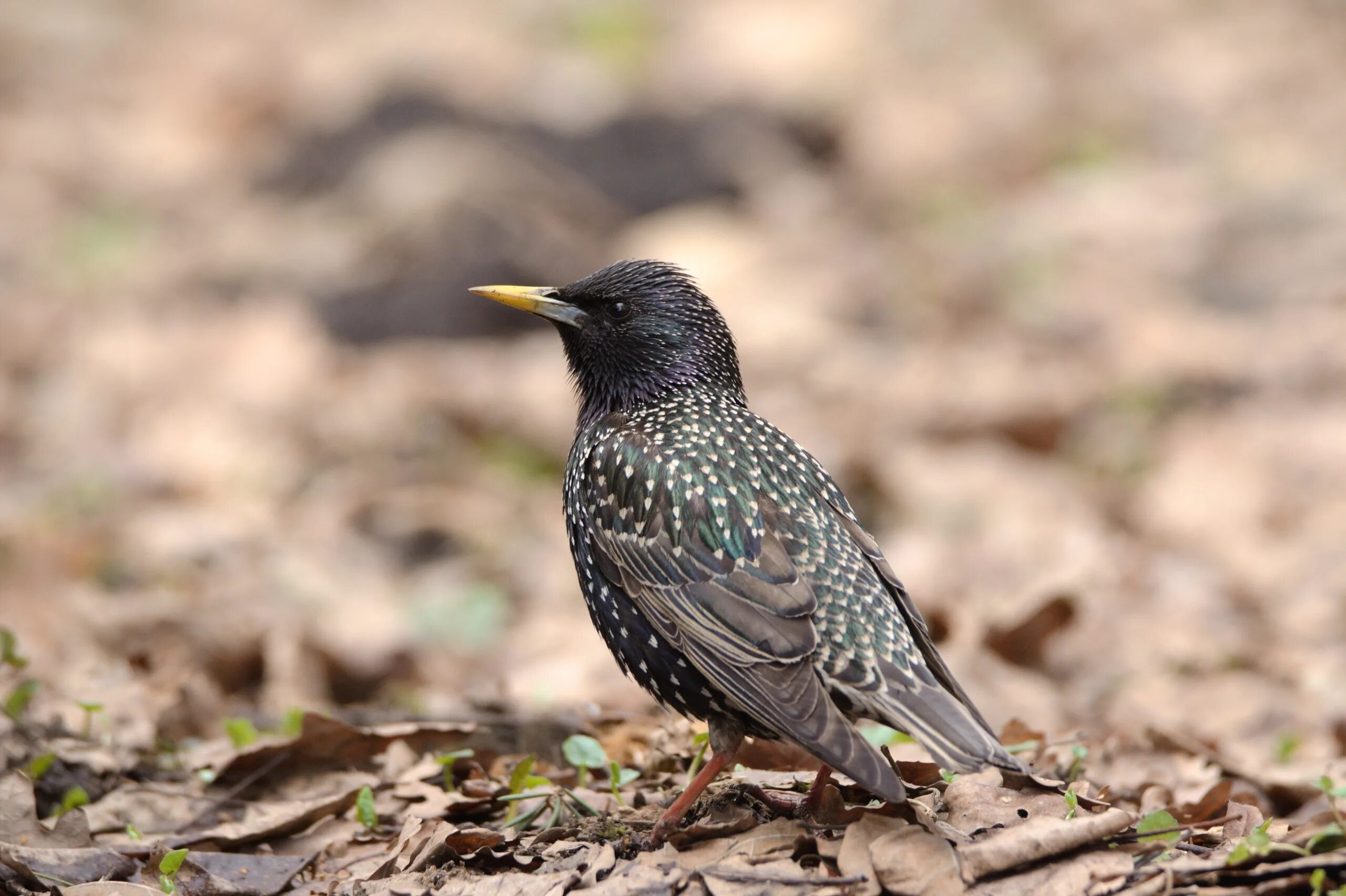 где обитают водоплавающие птицы. ястреб-тетеревятник в москве. певчие птицы пензенской области. птицы подмосковья зяблик. хищные птицы москвы.
