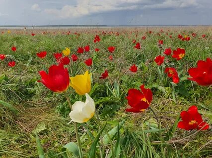 Тюльпаны маныч гудило