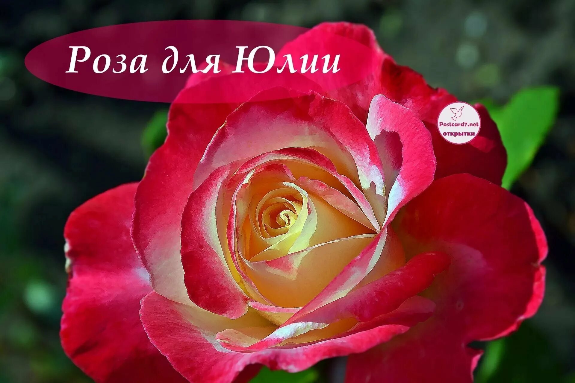 Картинки с рождением юли. Открытка для Юлии. Букет для Юлии. Цветы для Юлии. С днём рождения Юля.