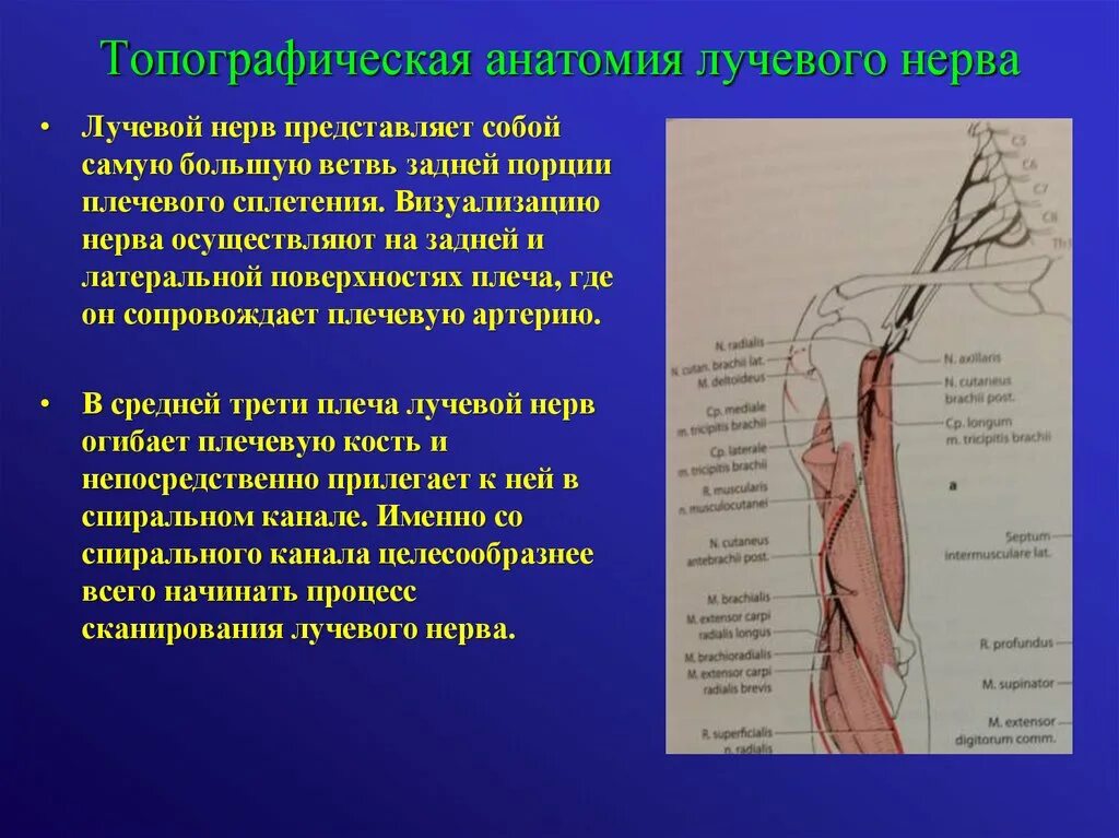 Поверхностная ветвь лучевого нерва проекция. Иннервация лучевого нерва. Проекционная линия лучевого нерва в средней трети плеча. Лучевой нерв анатомия.