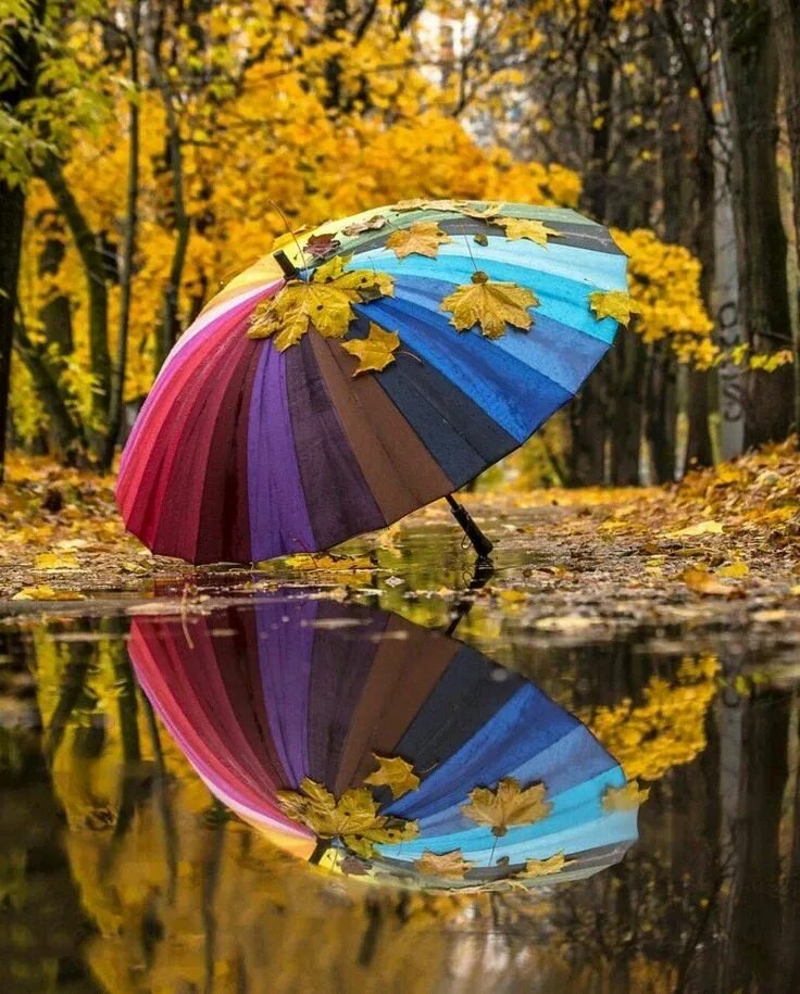 Картинки новые необычные. Зонтики яркие. Осенний зонтик. Осень зонтик. День разноцветных зонтов.
