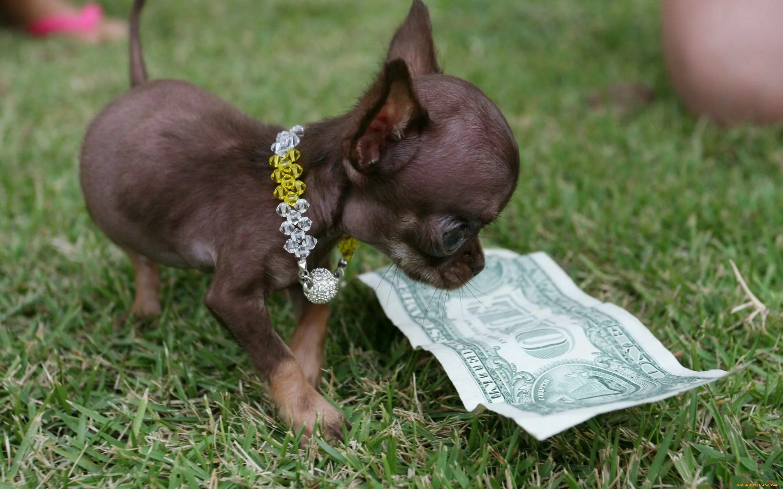 Название породы самой маленькой собаки. Чихуа Милли. Чихуахуа БУБУ. Чихуахуа Молли. Чихуахуа Милли из Пуэрто-Рико.