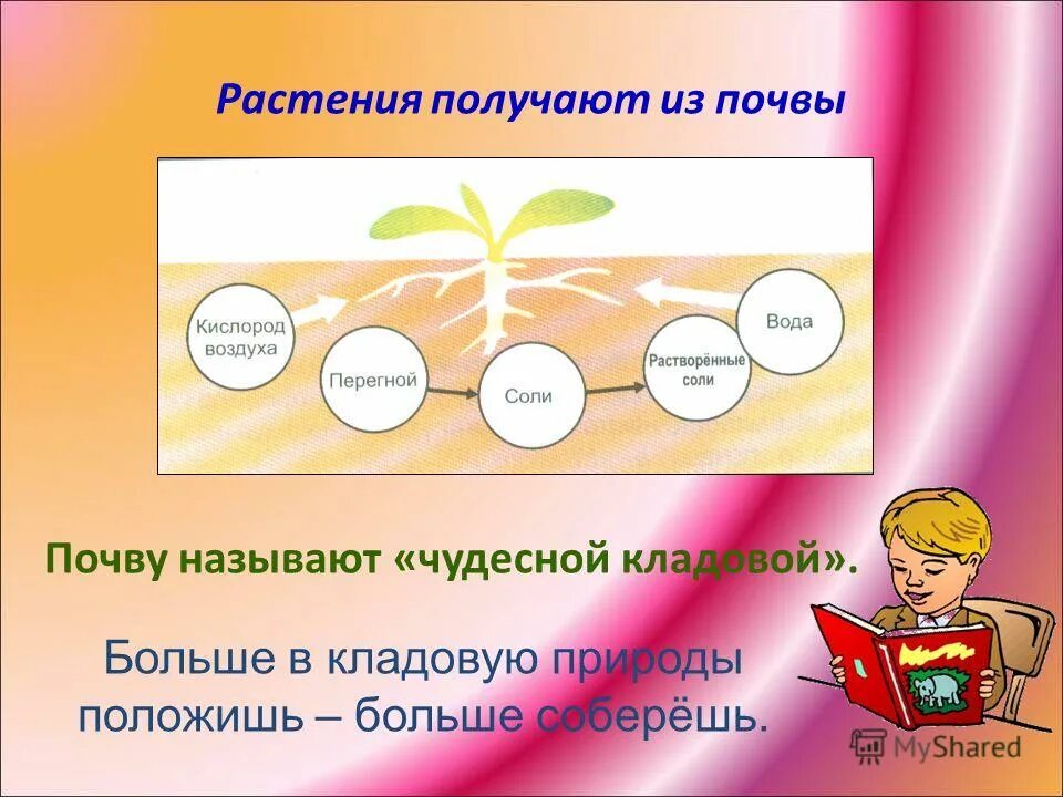 Какого растения получают инновационный ингредиент филобиома актив