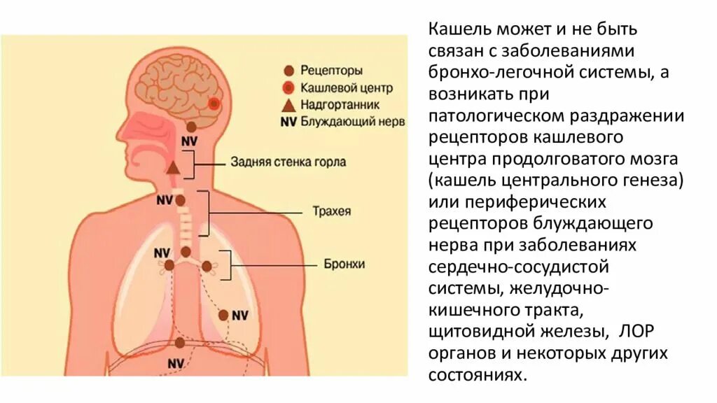 Заболевание сопровождающееся кашлем. Психогенный кашель. Кашель центрального генеза. Болезни связанные с кашлем.