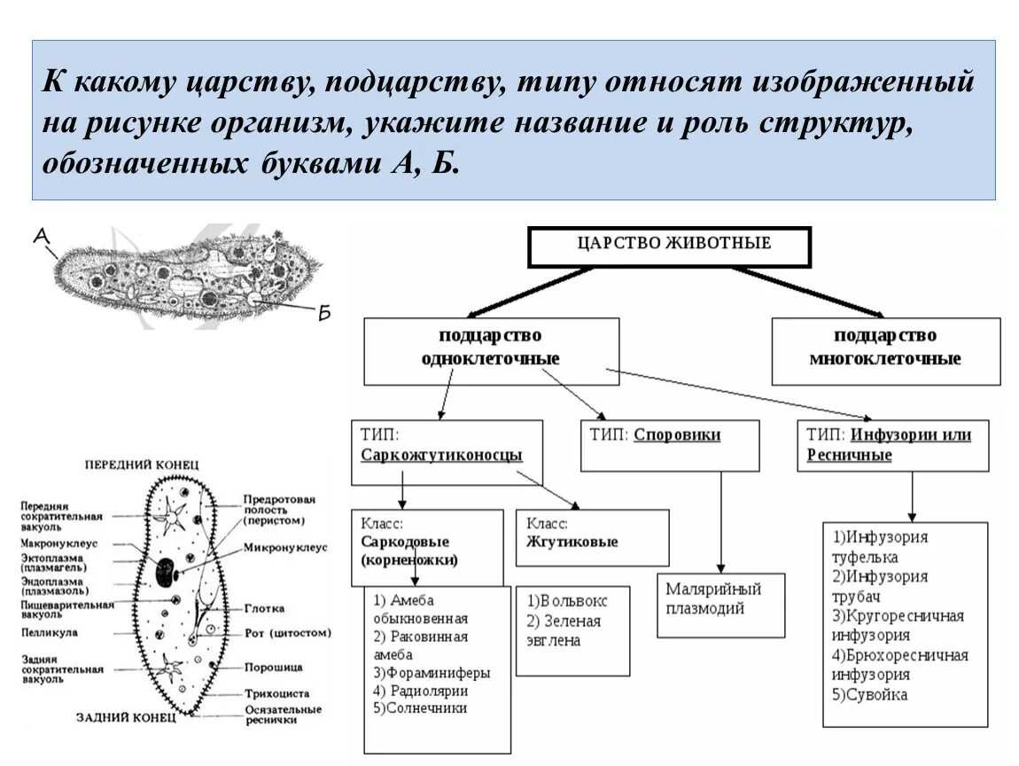 Царство животных Подцарство одноклеточные. Подцарство одноклеточные. Тип простейшие. Таблица. Царство животные Подцарство одноклеточные Тип. Царство животные. Подцарство одноклеточные (простейшие).