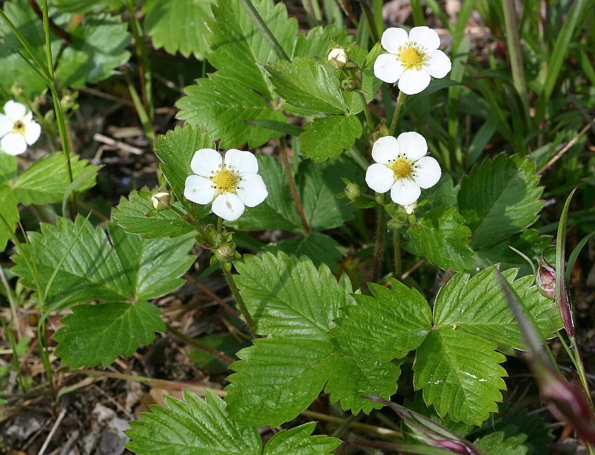 земляника лесная (fragaria vesca). лесная земляника макросъемка. земляника лесная кустарник. земляника лесная стебель. трава земляника лесная.