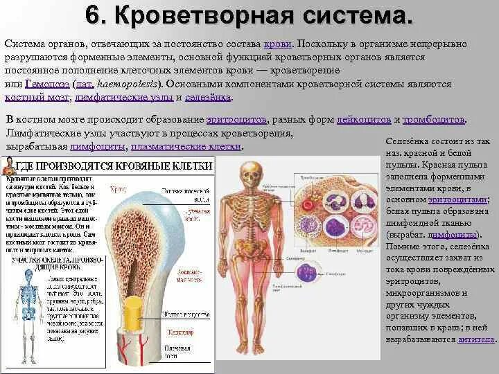 Органы кроветворения и разрушения форменных элементов крови. Строение системы кроветворения. Строение и функции системы кроветворения. Строение и функции органов кроветворения. Органы кроветворения иммунной