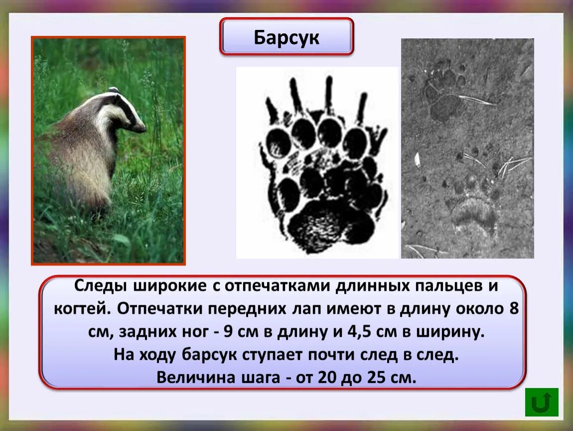 Следы барсука. След барсука. Следы животных барсук. След Барса. Размер следа барсука.