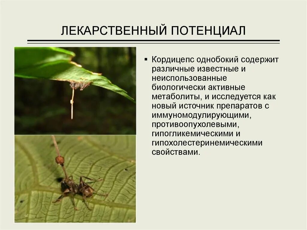 Кордицепс однобокий. Кордицепс паразитический гриб. Кордицепс однобокий паразит. Кордицепс грибок-паразит. Кордицепс для человека