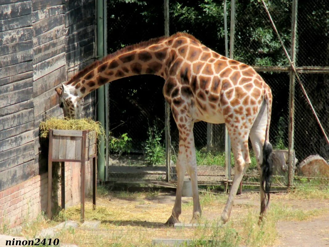 жираф ротшильда ростовский зоопарк. ростов на дону зоопарк животные. зоопарк жираф в вольере. ростовский зоопарк жирафник. ростов зоопарк жираф.