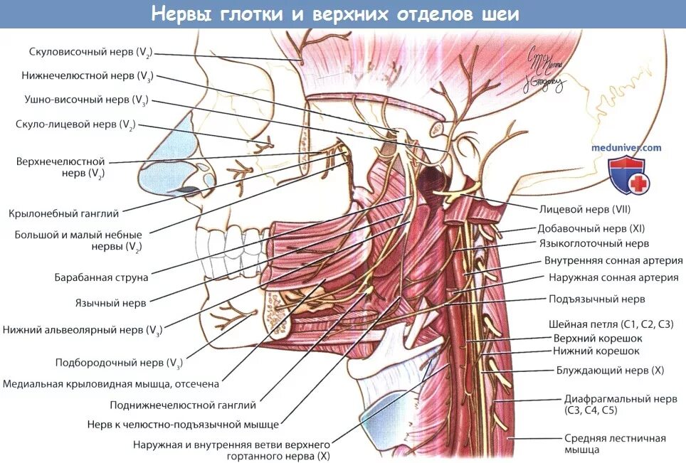 Иннервация нервов шейного отдела. Блуждающий нерв и диафрагмальный нерв. Кровоснабжение иннервация средних мышц шеи. Шея нерв иннервация.