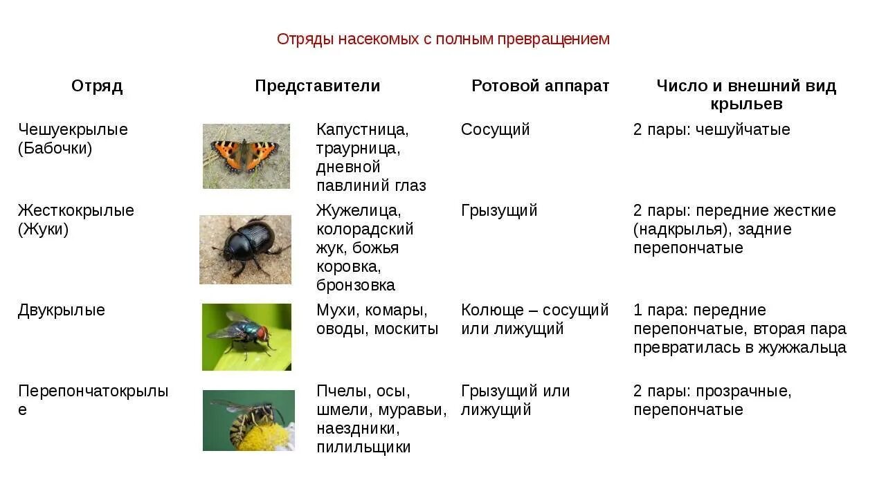 Божья коровка полное или неполное. Класс насекомые отряды с полным превращением. Биология 7 класс отряды насекомых с полным превращением. Признаки отрядов насекомых таблица. Насекомые с неполным превращением таблица.