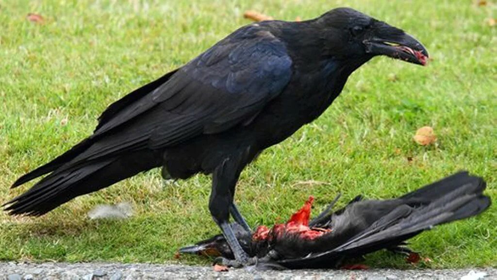 Ворон кузгун турецкий. Черный ворон чем закончится. Черный ворон чем закончится. Гуамский ворон. Ворон кузгун турецкий.