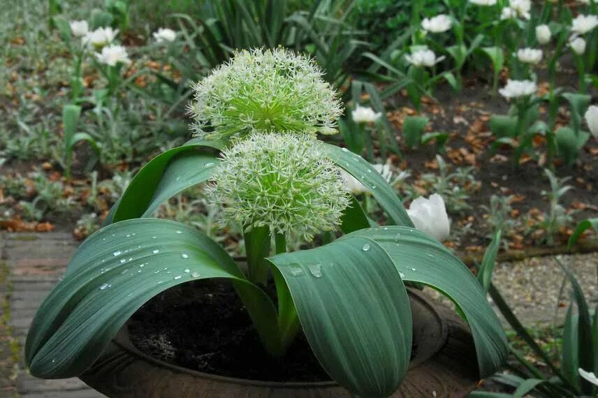 Flores blancas Flores blancas, Plantas arquitectonicas y Flores