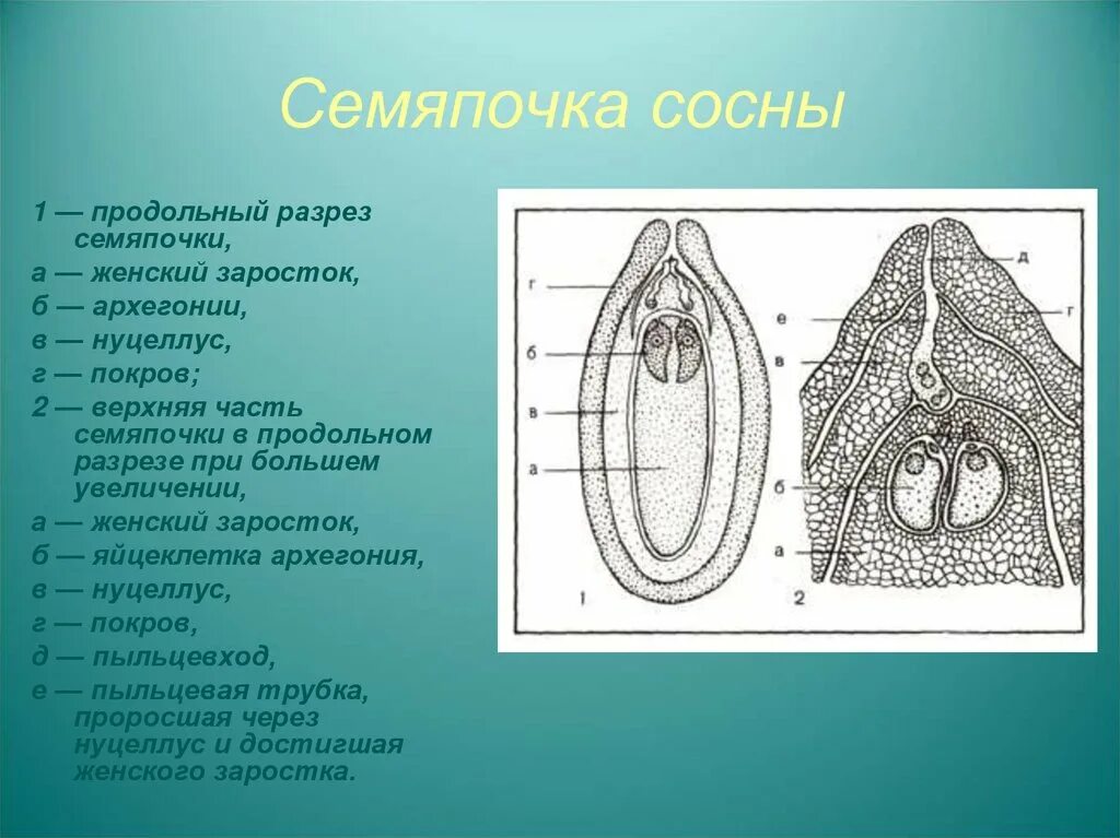 Где образуются семязачатки сосны. Строение семязачатка сосны. Строение семязачатков саговниковых. Строение семяпочки голосеменных. Нуцеллус семязачатка.