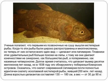 Первые рыбы на суше