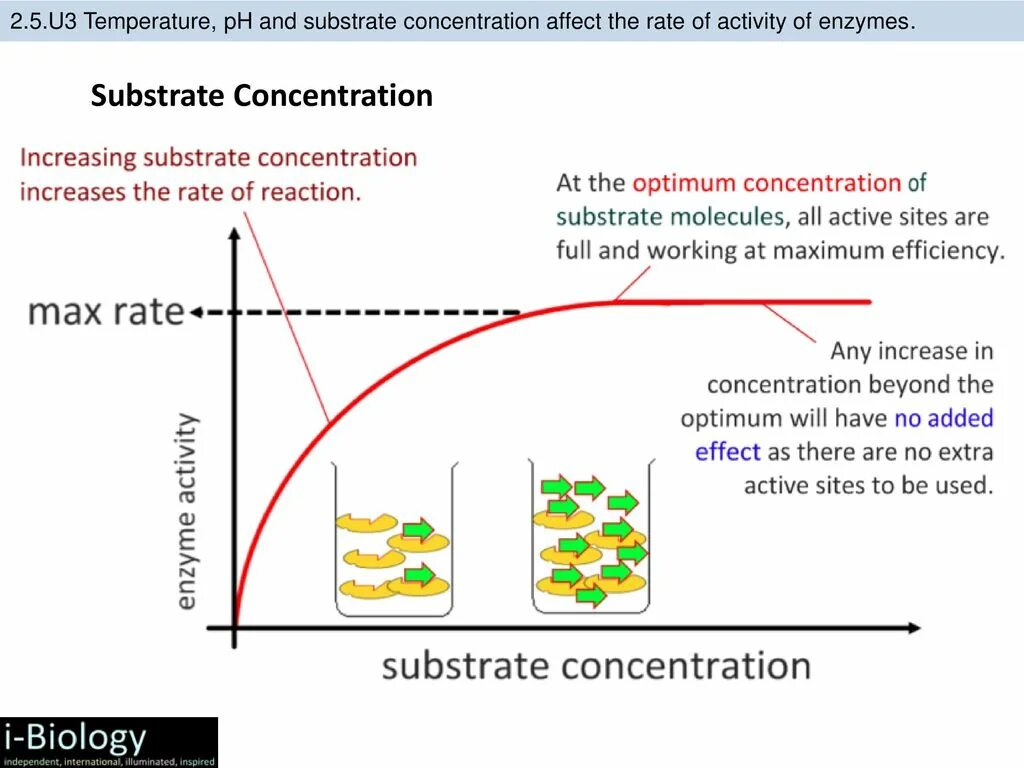 PH rate Enzyme. Concentration and the rate of Reaction. Enzyme graph. Субстрат алмилситетаз. Activity rate