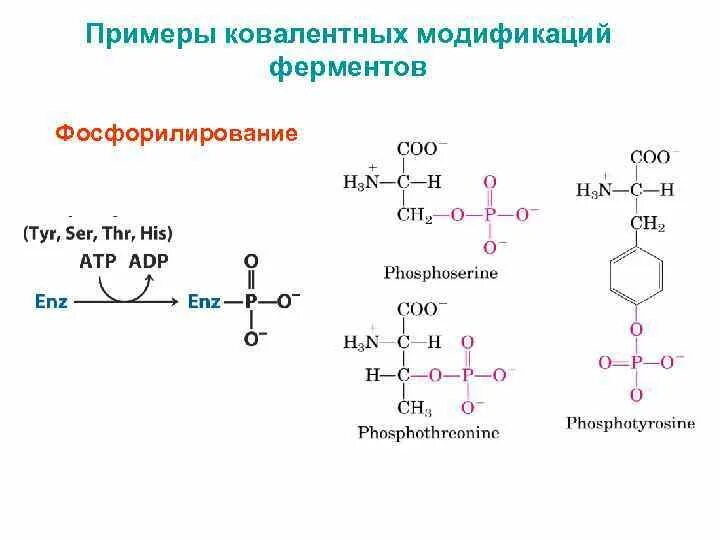 Регуляция активности ферментов ковалентная модификация. Фосфорилирование ферментов пример. Схема реакции фосфорилирования фермента. Фосфорилирование и дефосфорилирование ферментов. Фосфорилирование и дефосфорилирование биохимия.