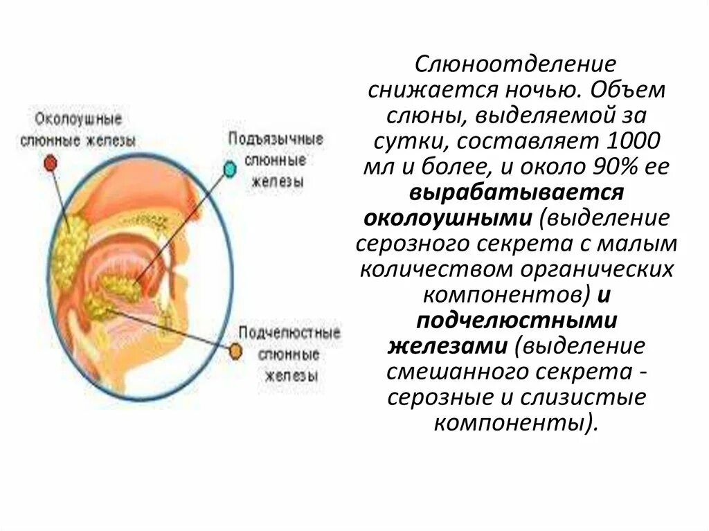 Почему выделяется обильная слюна. Серозный секрет выделяют слюнные железы. Железы выделения слюны. Механизм выделения слюны. Объем выделяемой слюны.